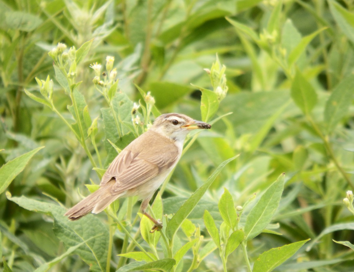 Black-browed Reed Warbler - ML639499898