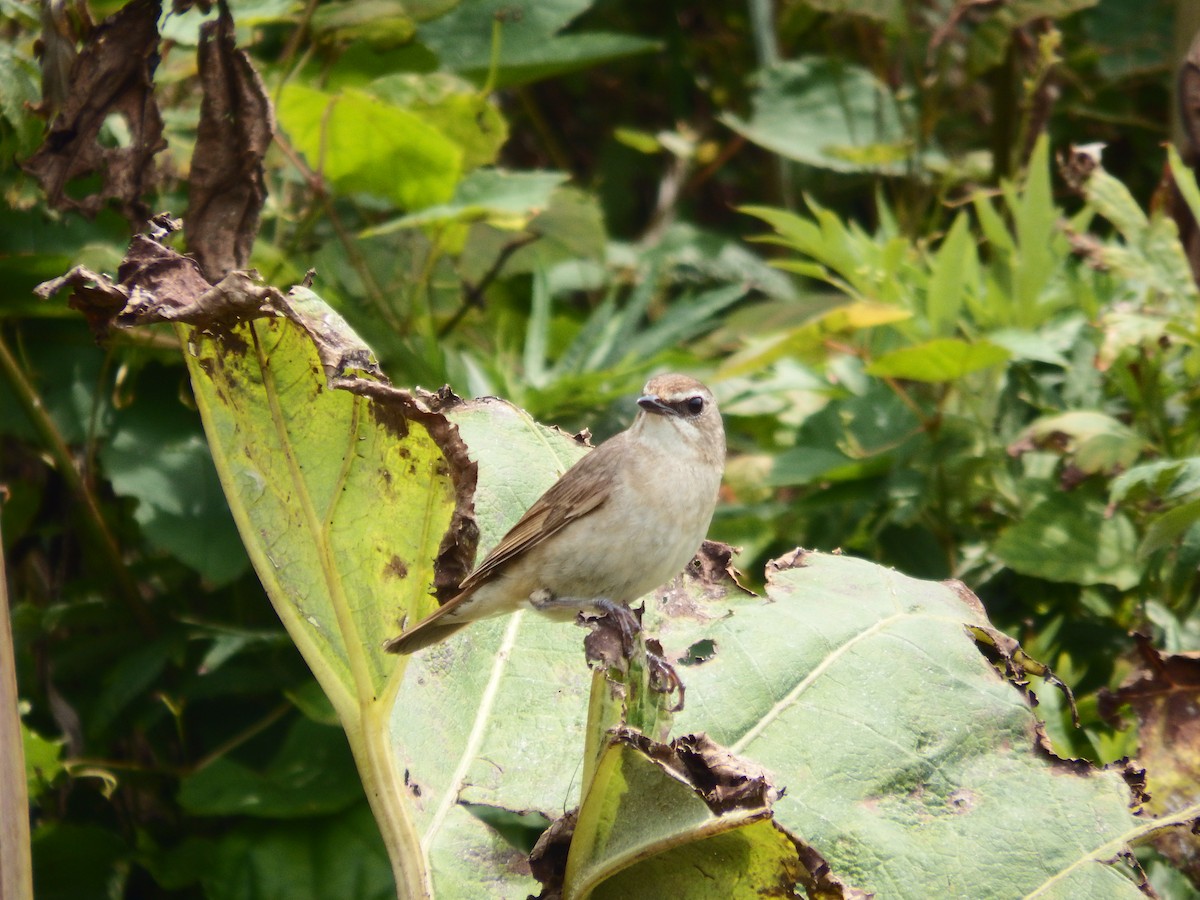 Siberian Rubythroat - ML639499900