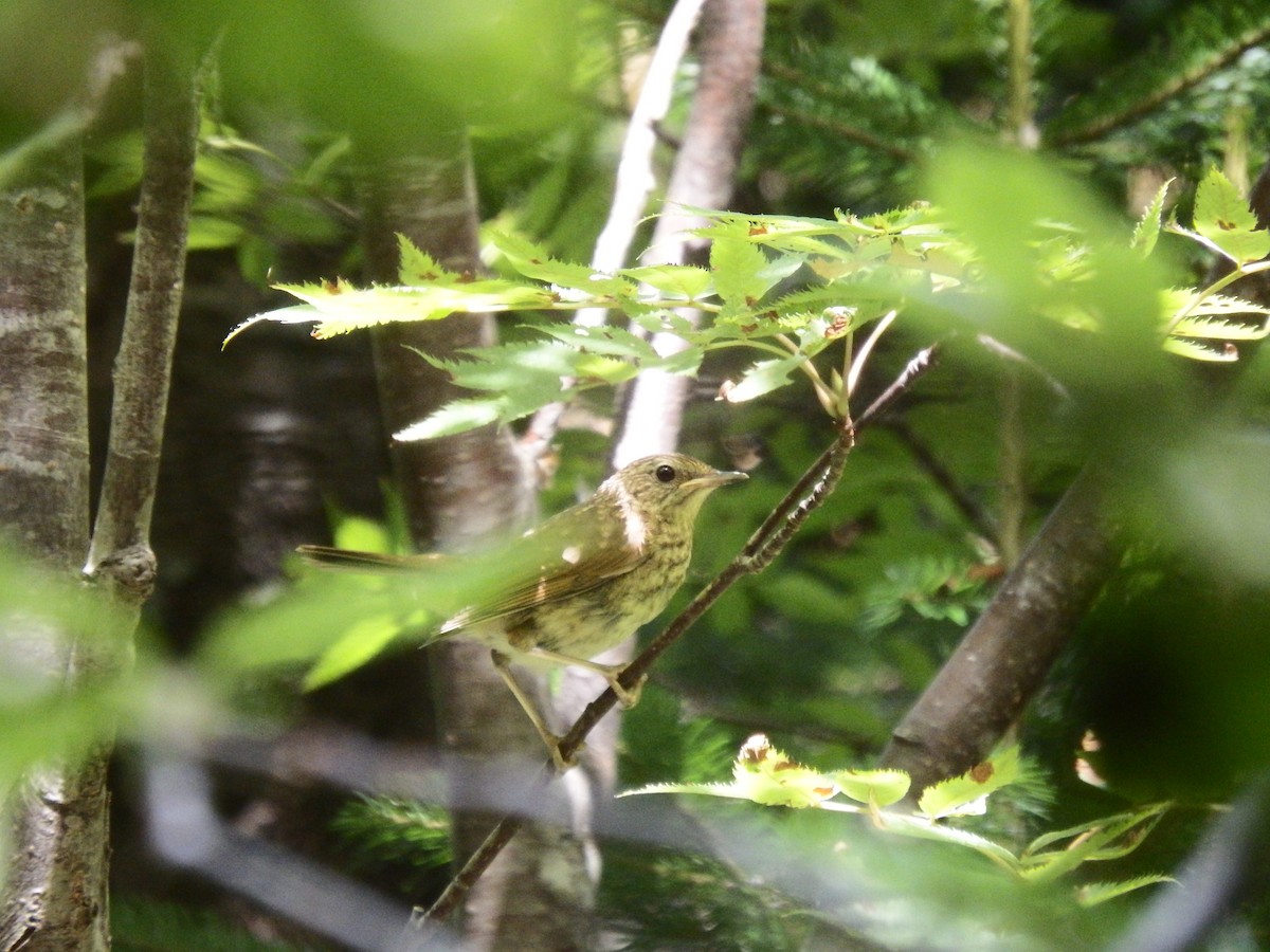 Siberian Rubythroat - ML639499901