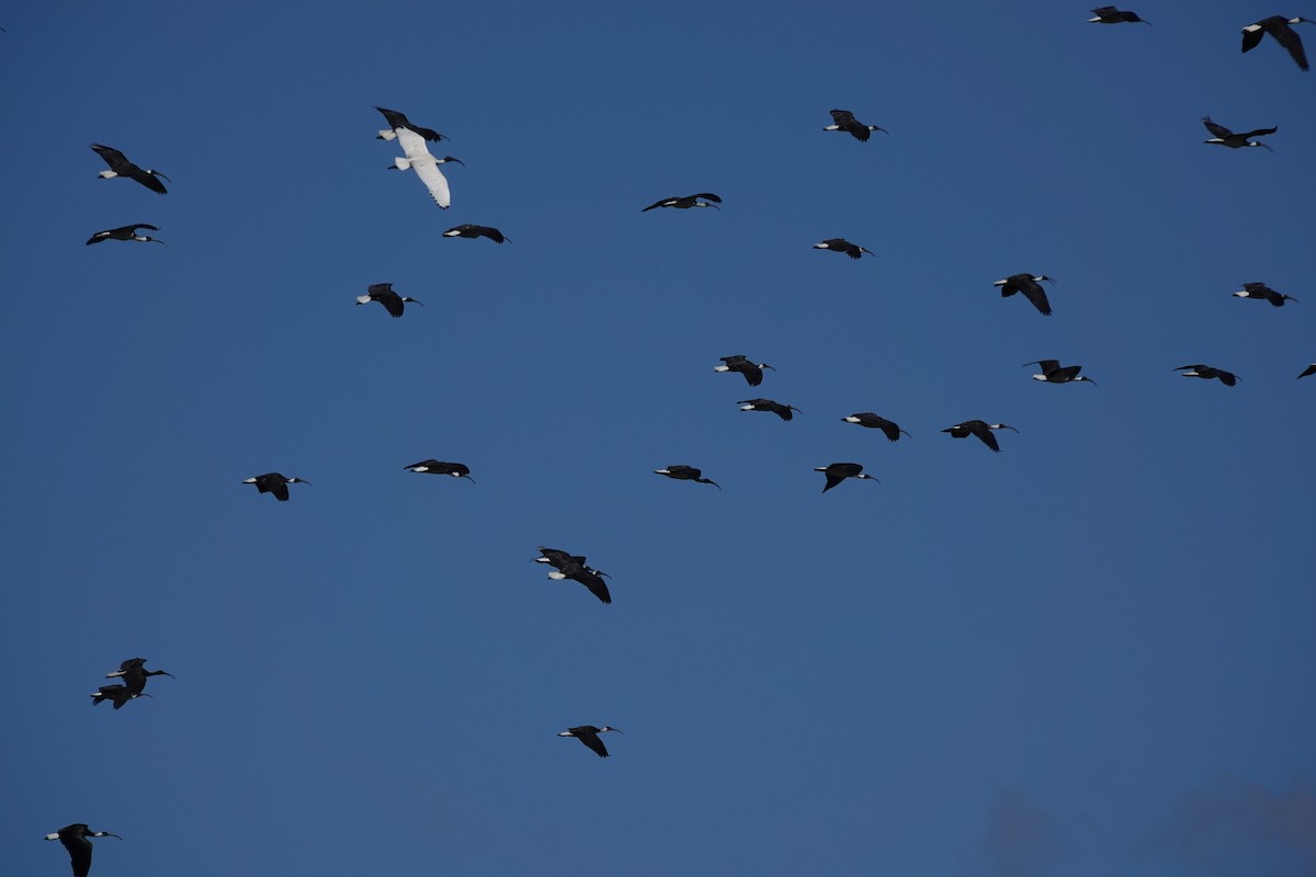 Straw-necked Ibis - ML639499931