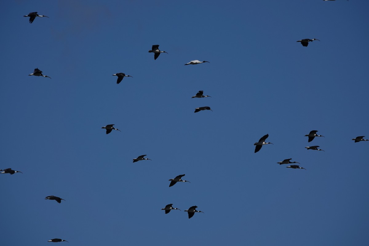 Straw-necked Ibis - ML639499933