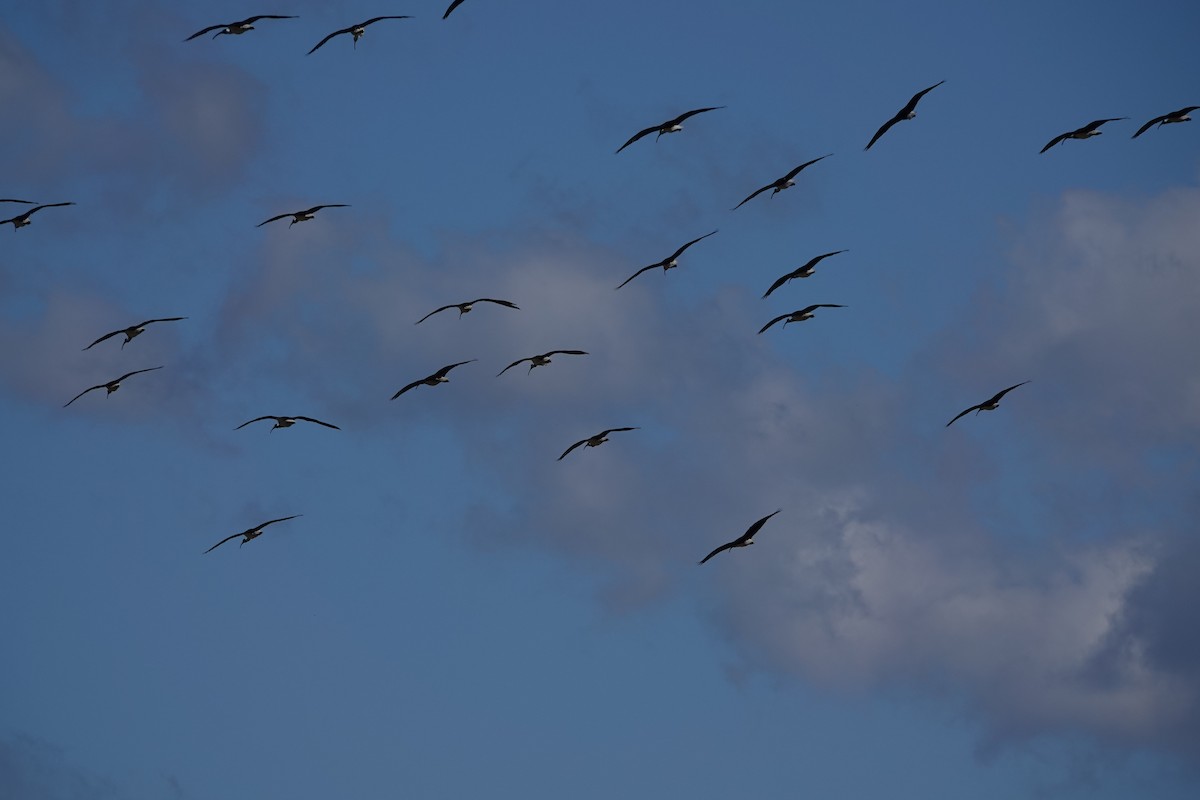 Straw-necked Ibis - ML639499936