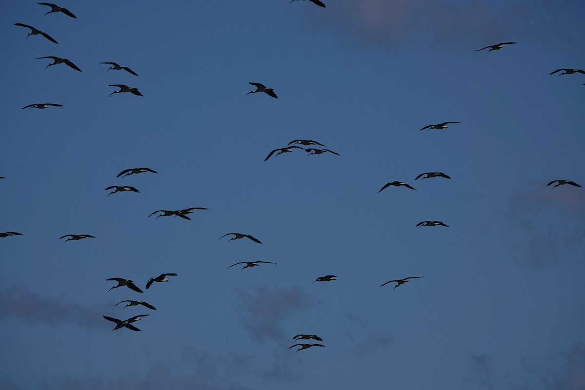 Straw-necked Ibis - ML639499938