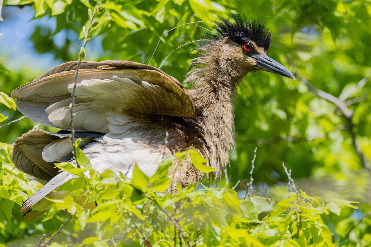 kvakoš noční - ML639499955