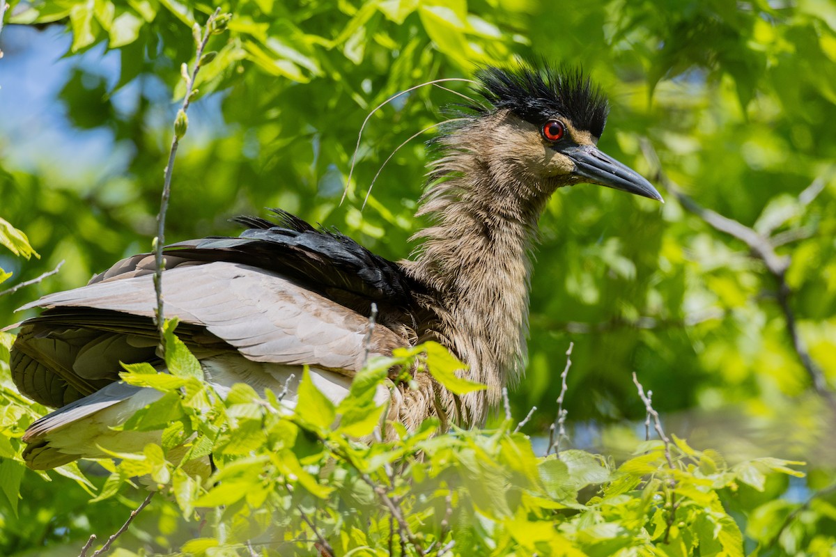 kvakoš noční - ML639499956