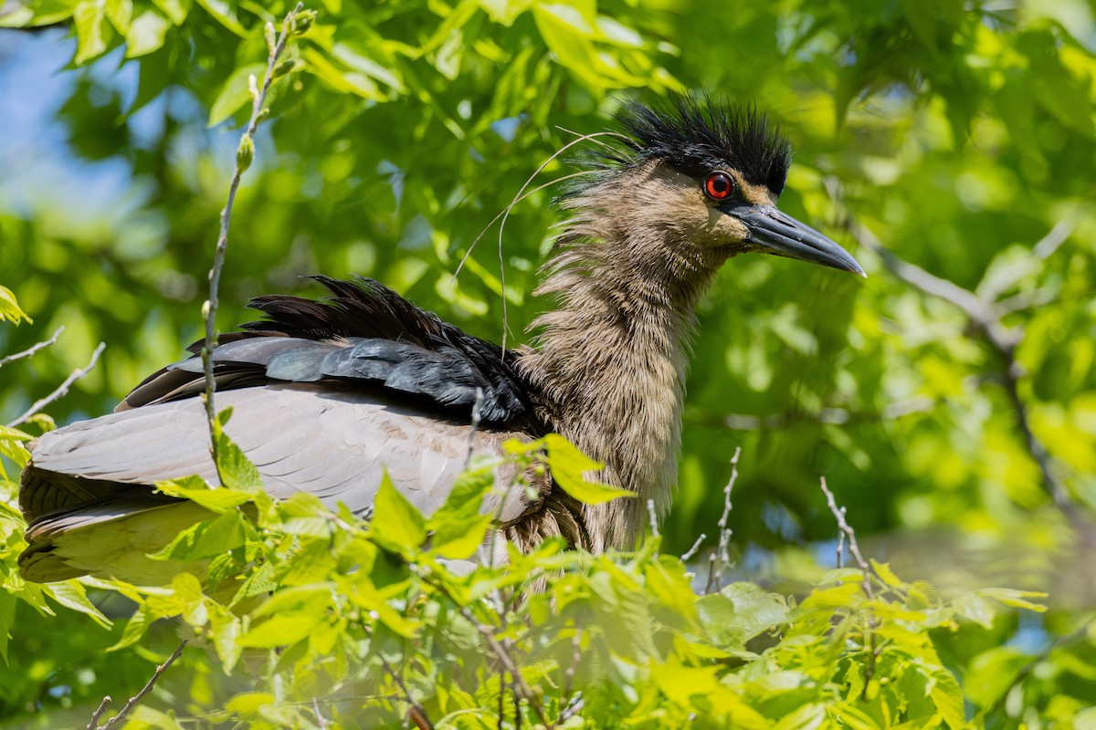 kvakoš noční - ML639499957