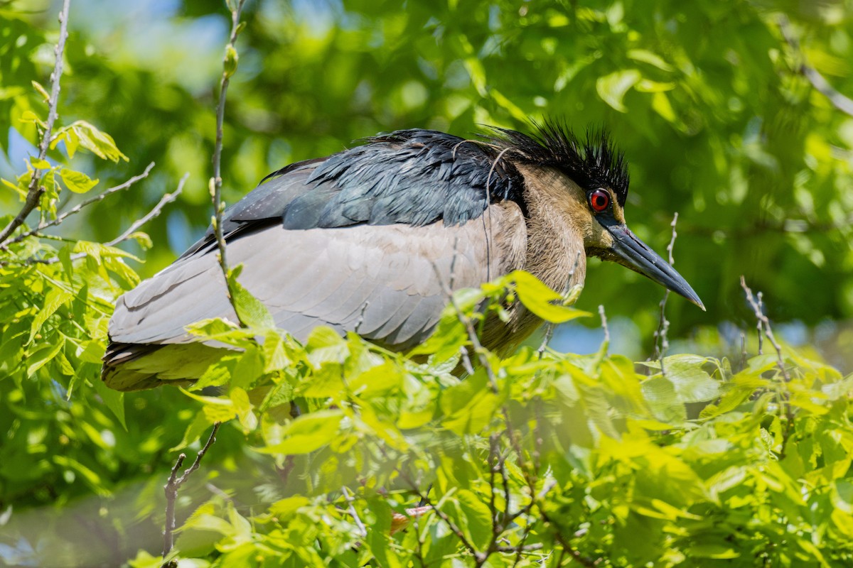 kvakoš noční - ML639499958