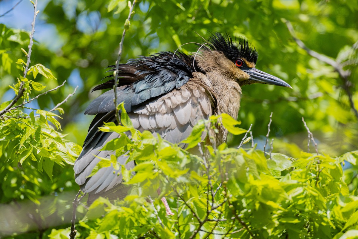 kvakoš noční - ML639499959