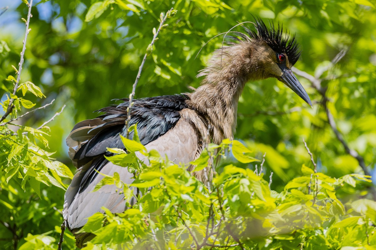 kvakoš noční - ML639499962