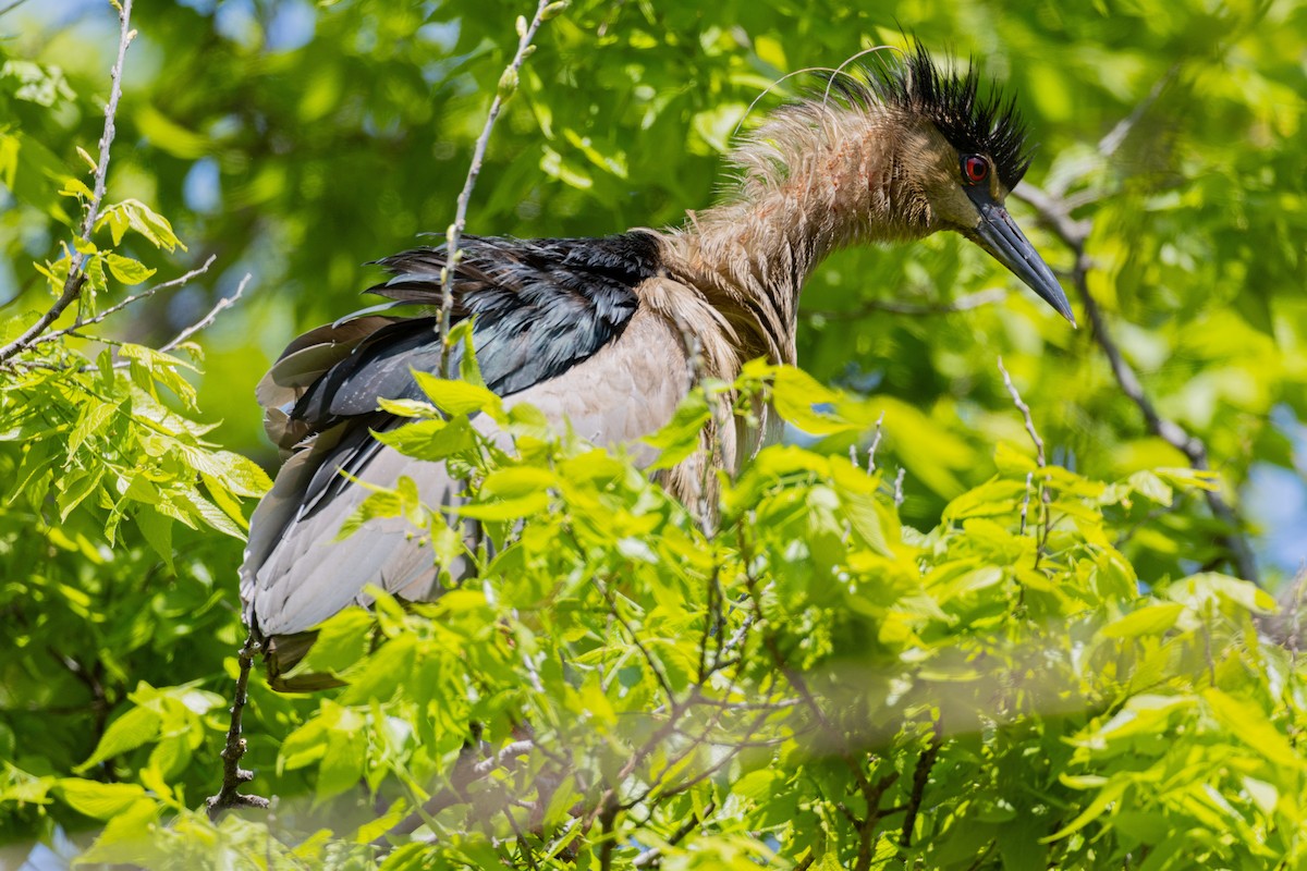 kvakoš noční - ML639499964