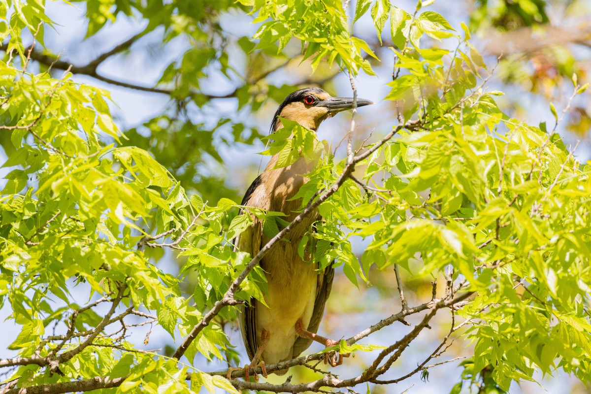 kvakoš noční - ML639499965