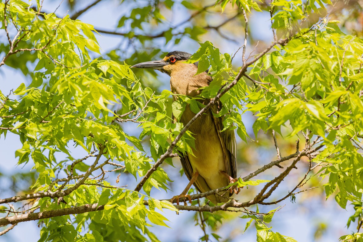 kvakoš noční - ML639499967