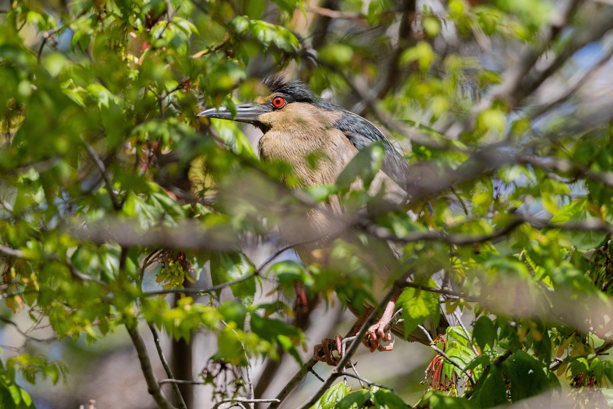 kvakoš noční - ML639499969