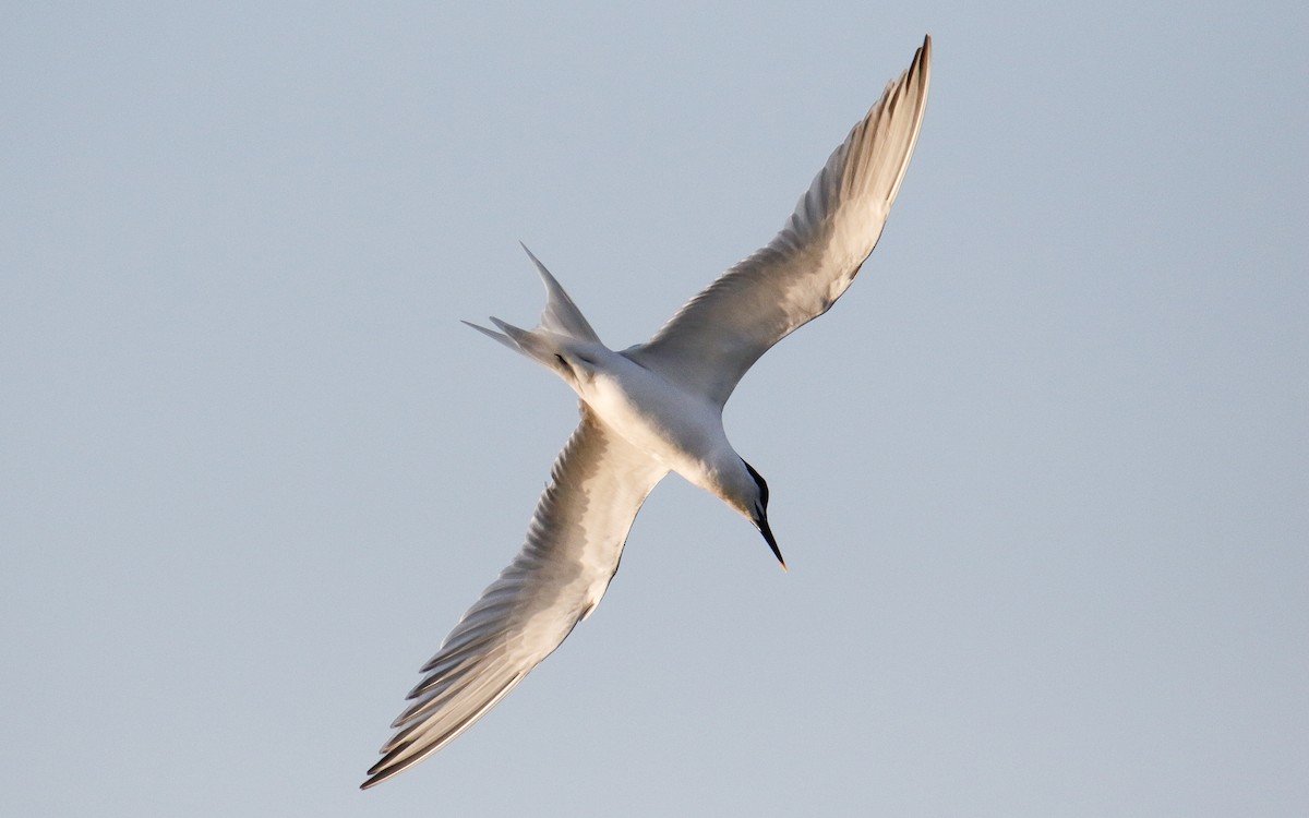Sandwich Tern (Eurasian) - ML639500075