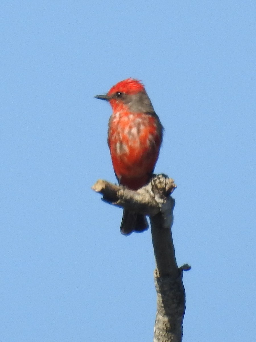 Vermilion Flycatcher (Austral) - ML639500186
