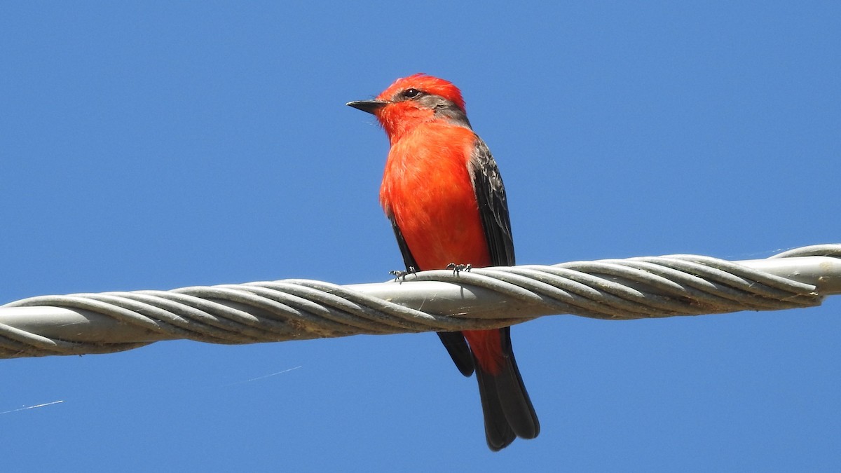 Vermilion Flycatcher (Austral) - ML639500205