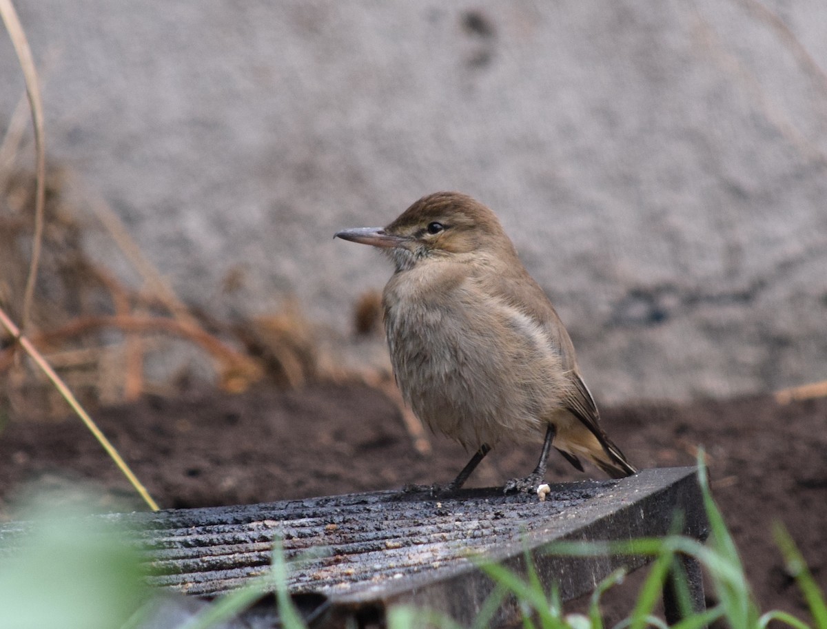 Gray-bellied Shrike-Tyrant - ML639500277