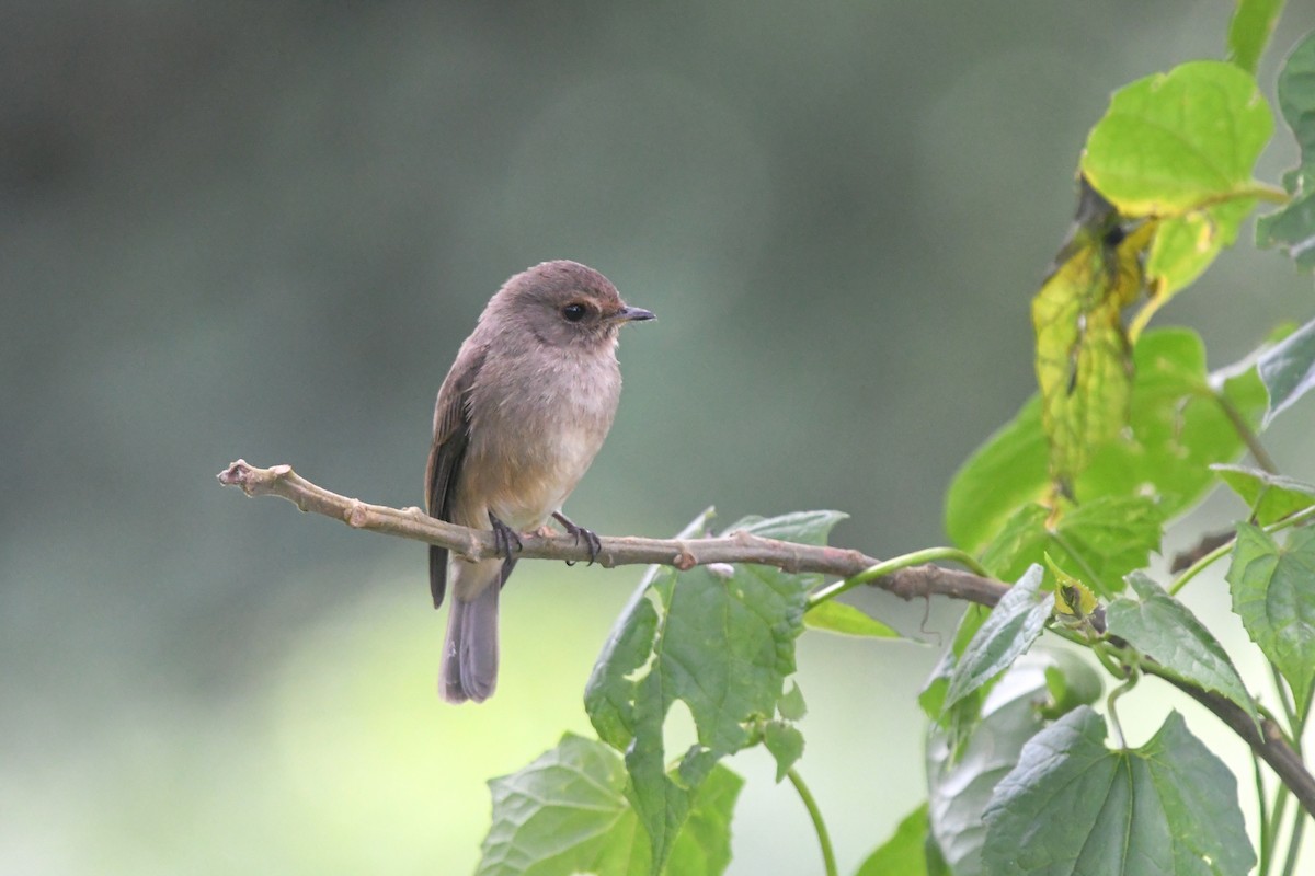 African Dusky Flycatcher - ML639500283