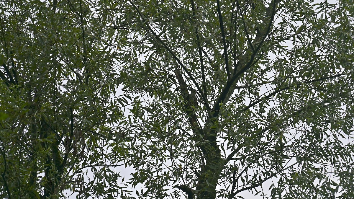 Eurasian Green Woodpecker - ML639500294