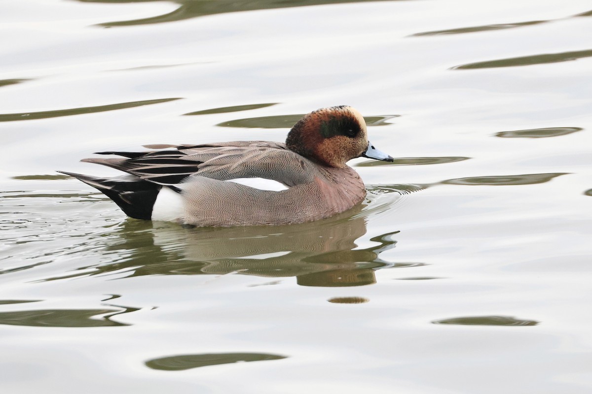 Eurasian x American Wigeon (hybrid) - ML639500342