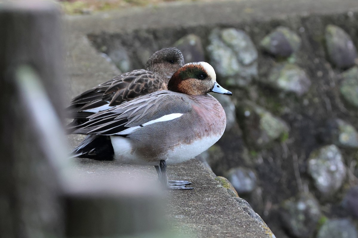 Eurasian x American Wigeon (hybrid) - ML639500343