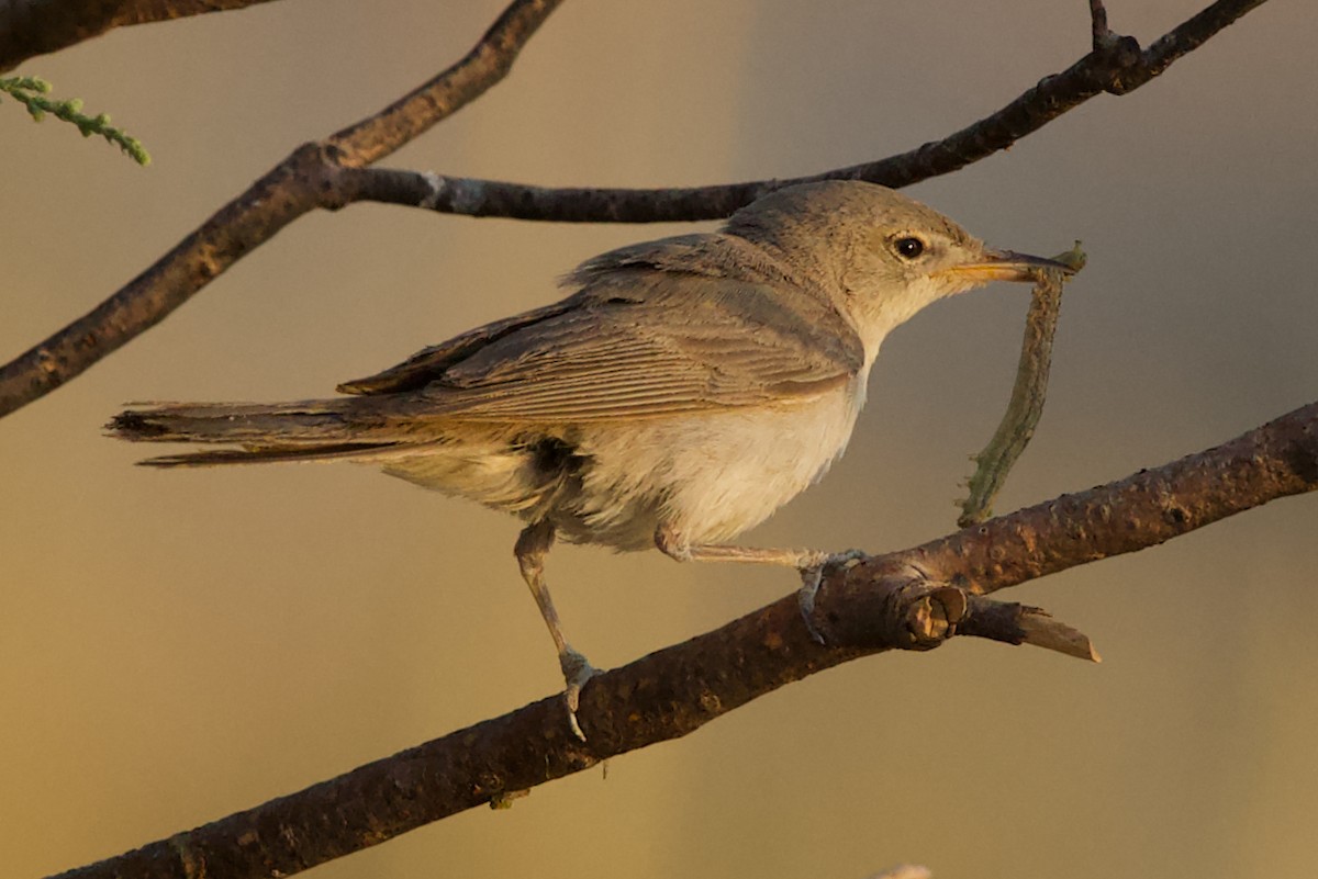Eastern Olivaceous Warbler - ML639500369