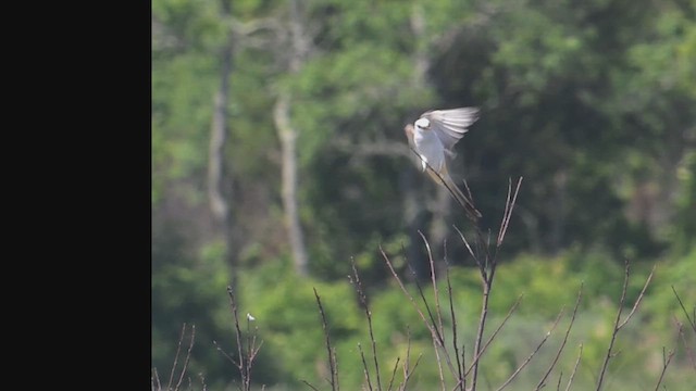 Scissor-tailed Flycatcher - ML639500393