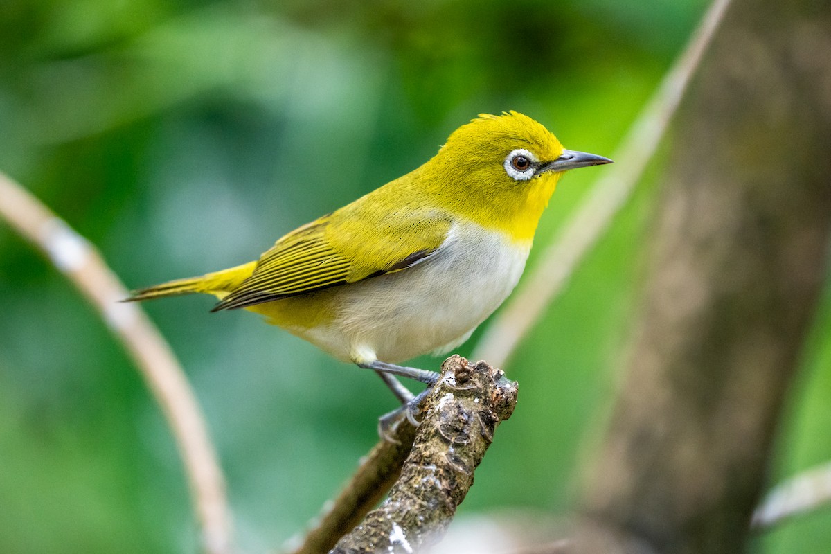 Ashy-bellied White-eye - ML639500410