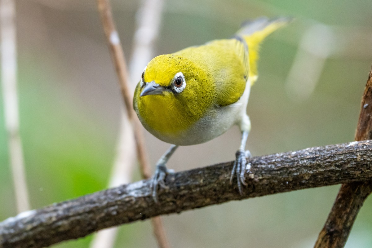 Ashy-bellied White-eye - ML639500411