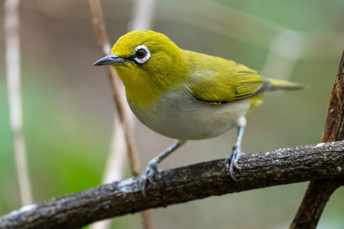 Ashy-bellied White-eye - ML639500412