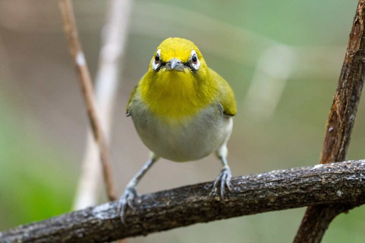 Ashy-bellied White-eye - ML639500415