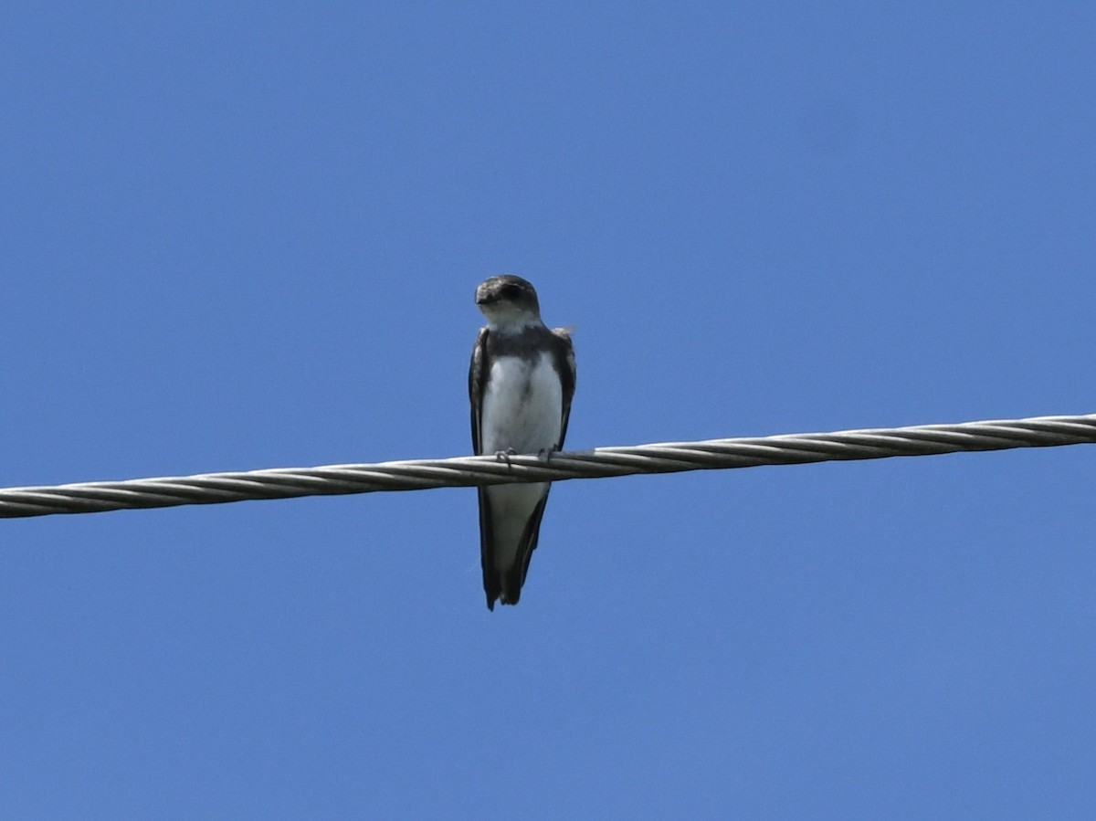 břehule říční - ML639500462