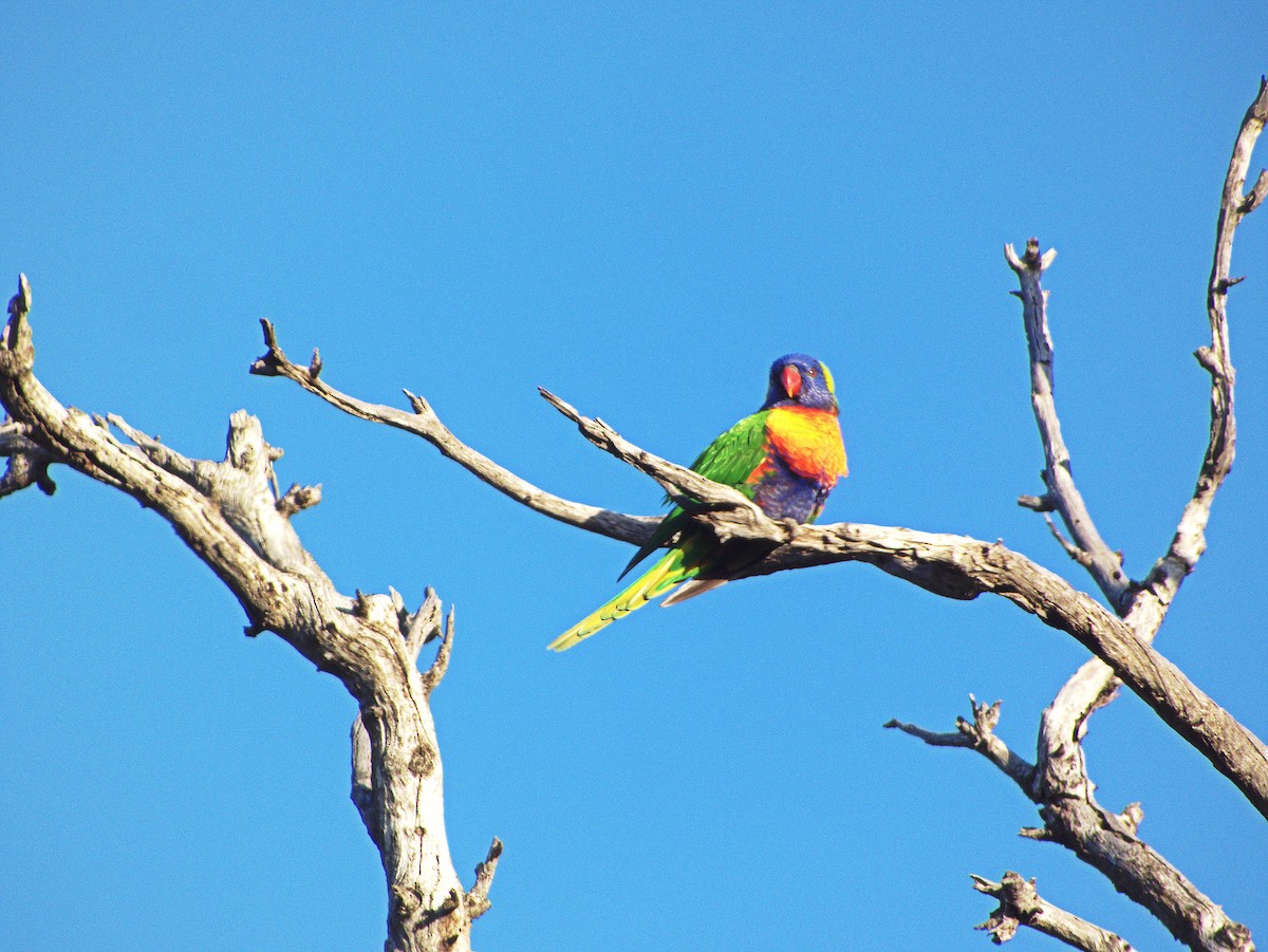 Rainbow Lorikeet - ML639500581