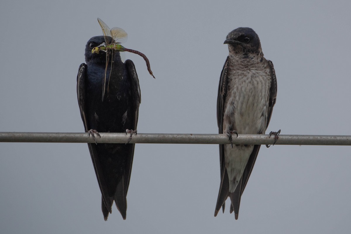 Purple Martin - ML639500629
