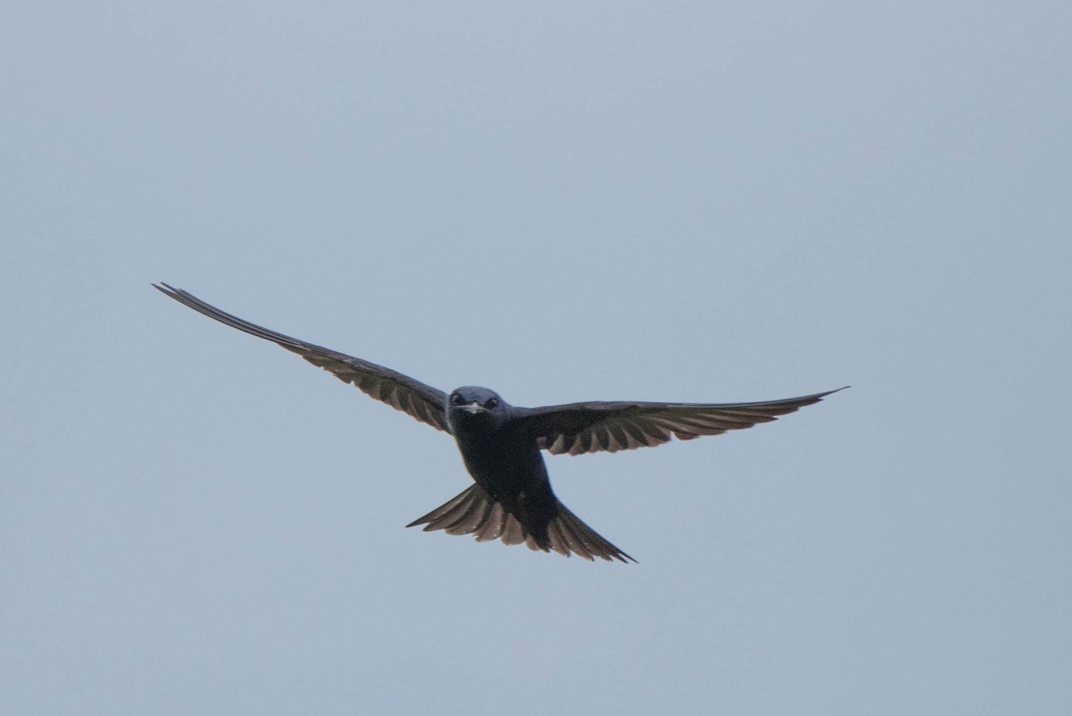 Purple Martin - ML639500630