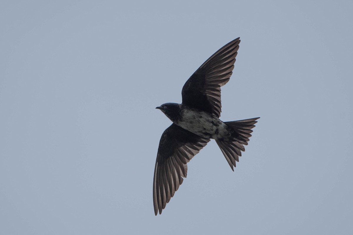 Purple Martin - ML639500631