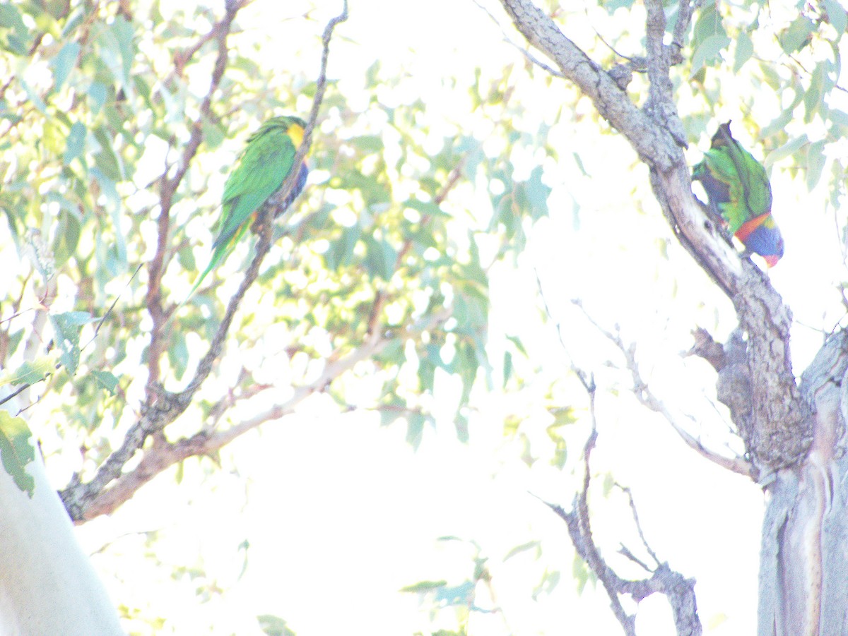 Rainbow Lorikeet - ML639500640
