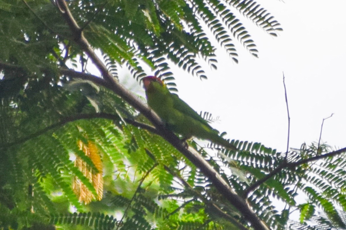 Iris Lorikeet - ML639500642