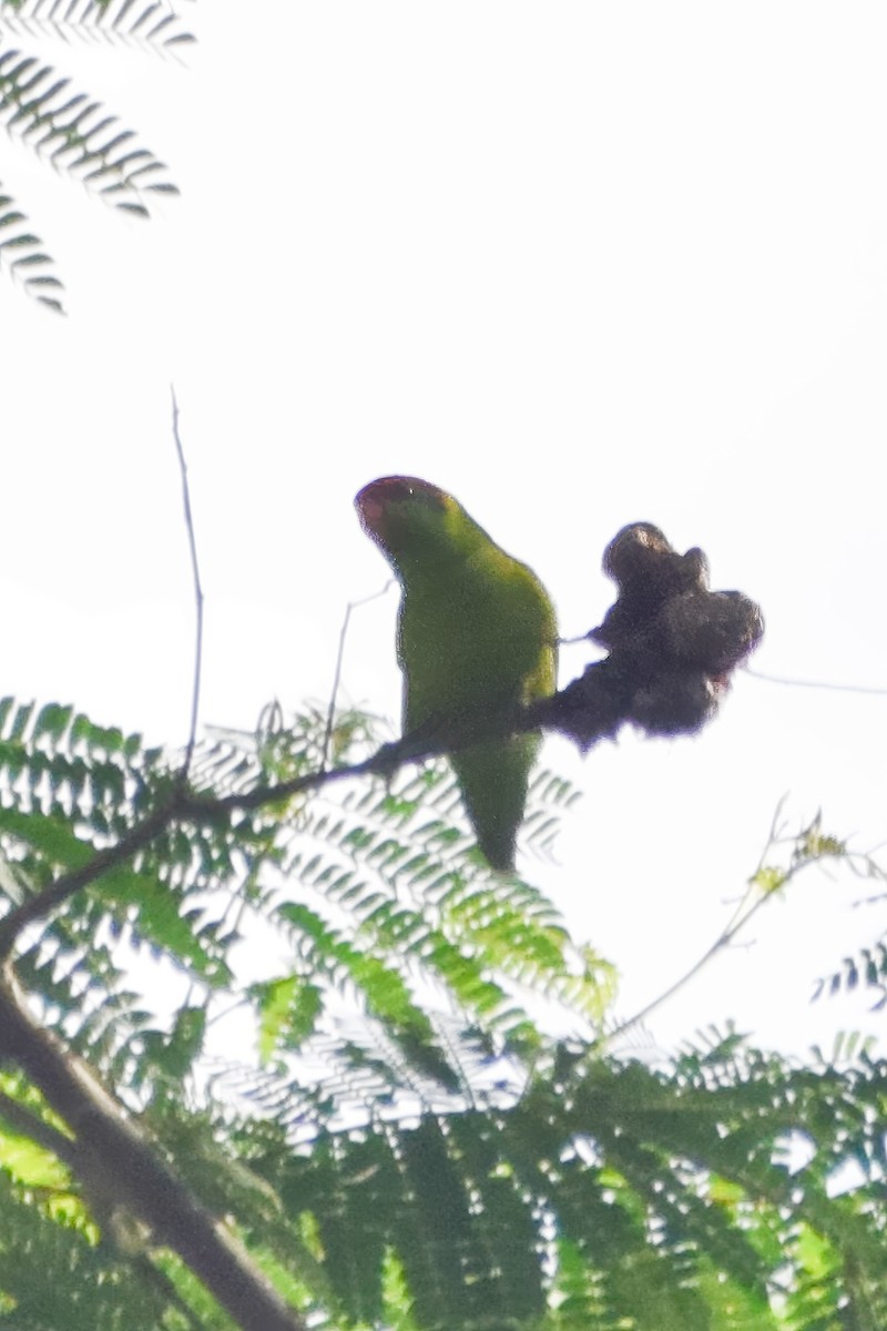 Iris Lorikeet - ML639500647