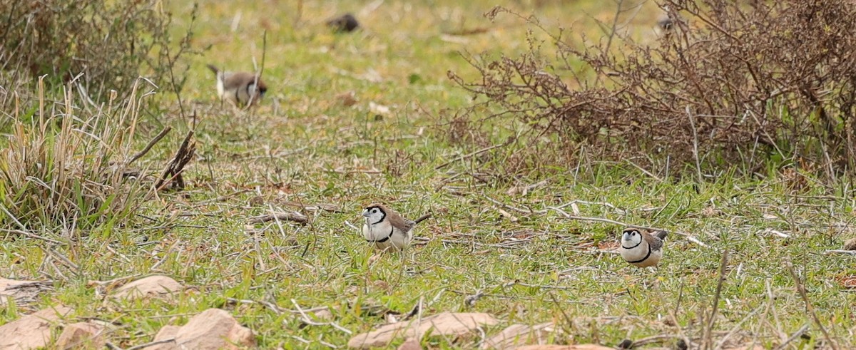 Double-barred Finch - ML639500661