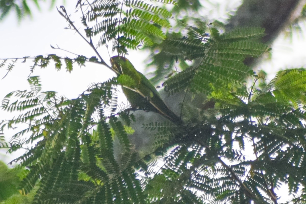 Iris Lorikeet - ML639500688