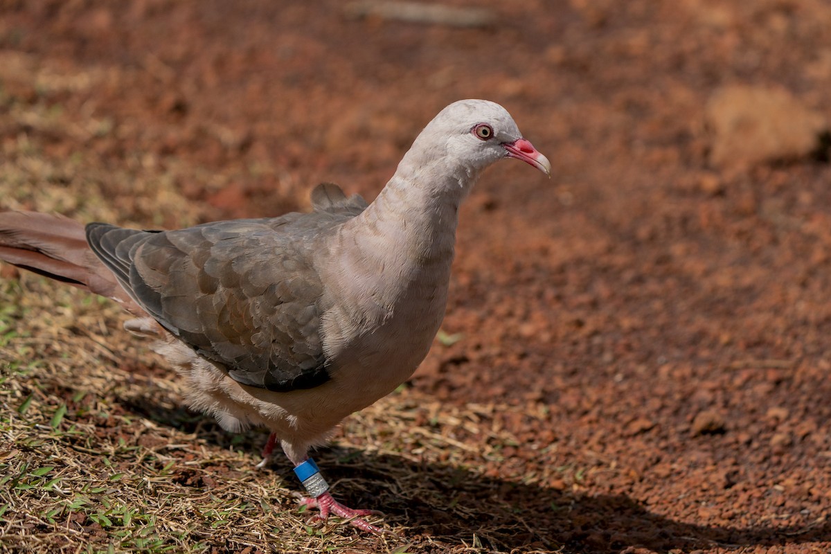 Pink Pigeon - ML639500696