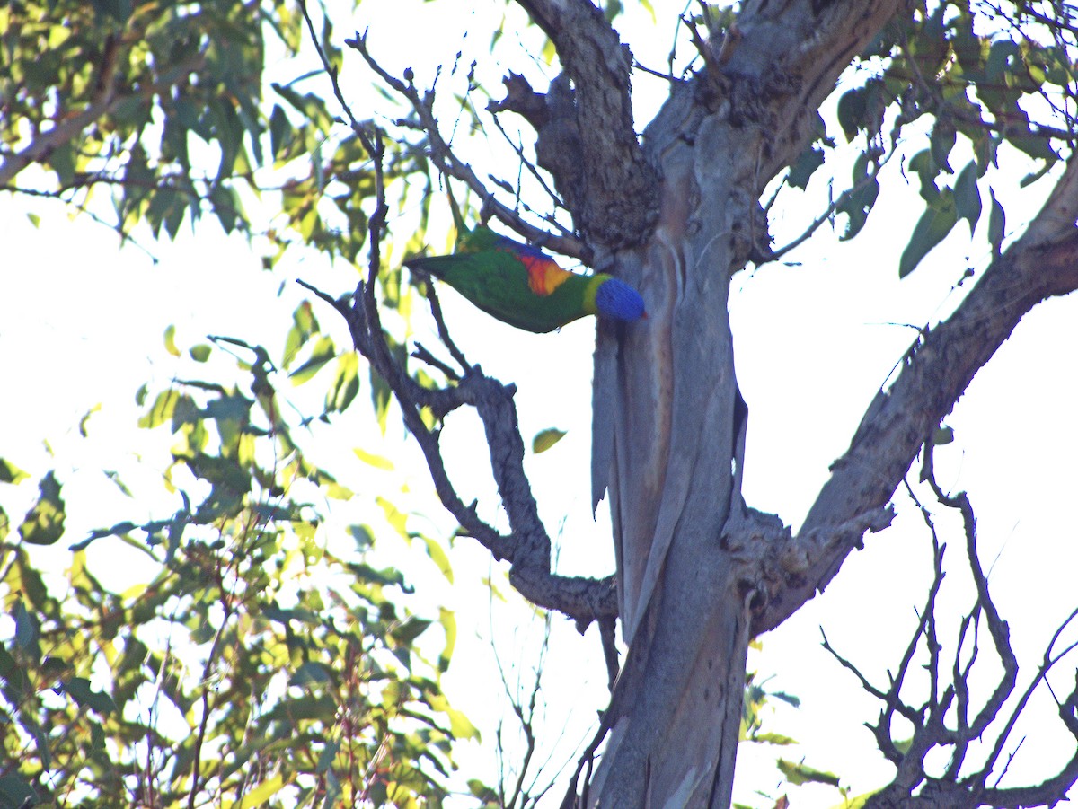 Rainbow Lorikeet - ML639500750