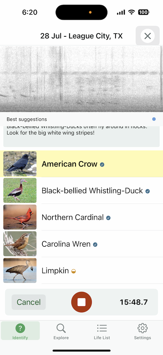 Limpkin - ML639500827