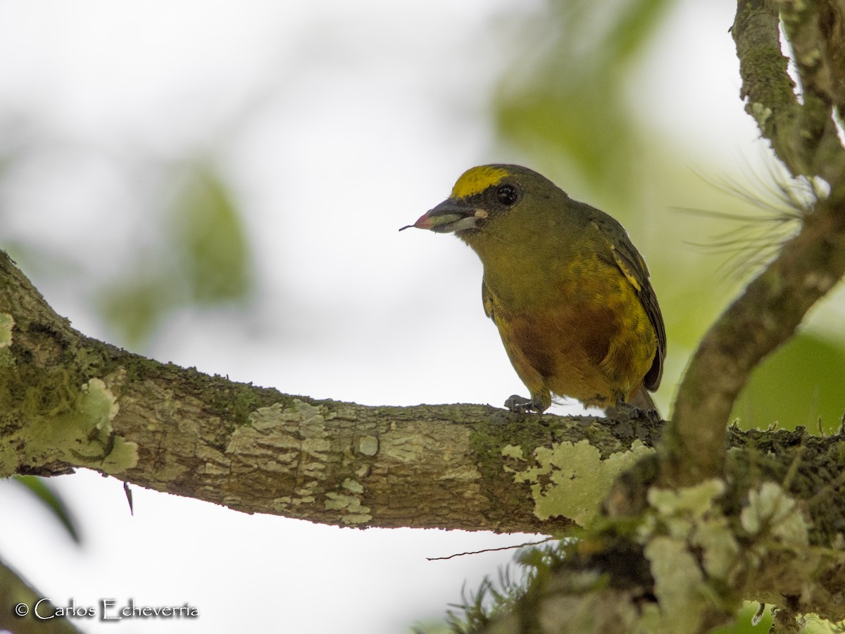 Olive-backed Euphonia - Carlos Echeverría