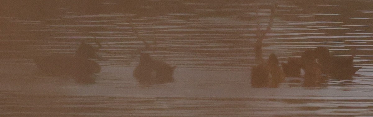 Freckled Duck - ML639501053