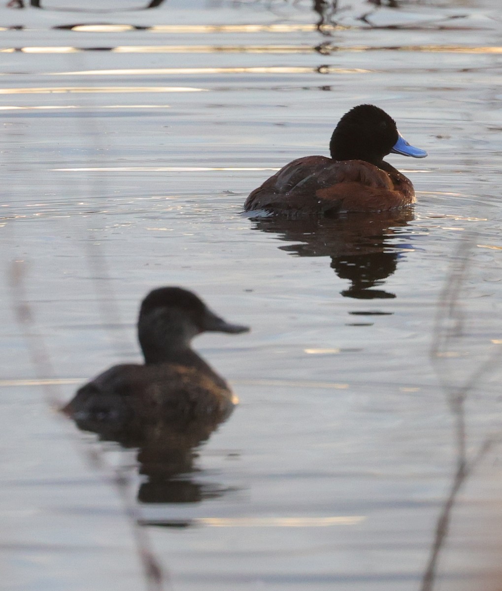 Blue-billed Duck - ML639501054
