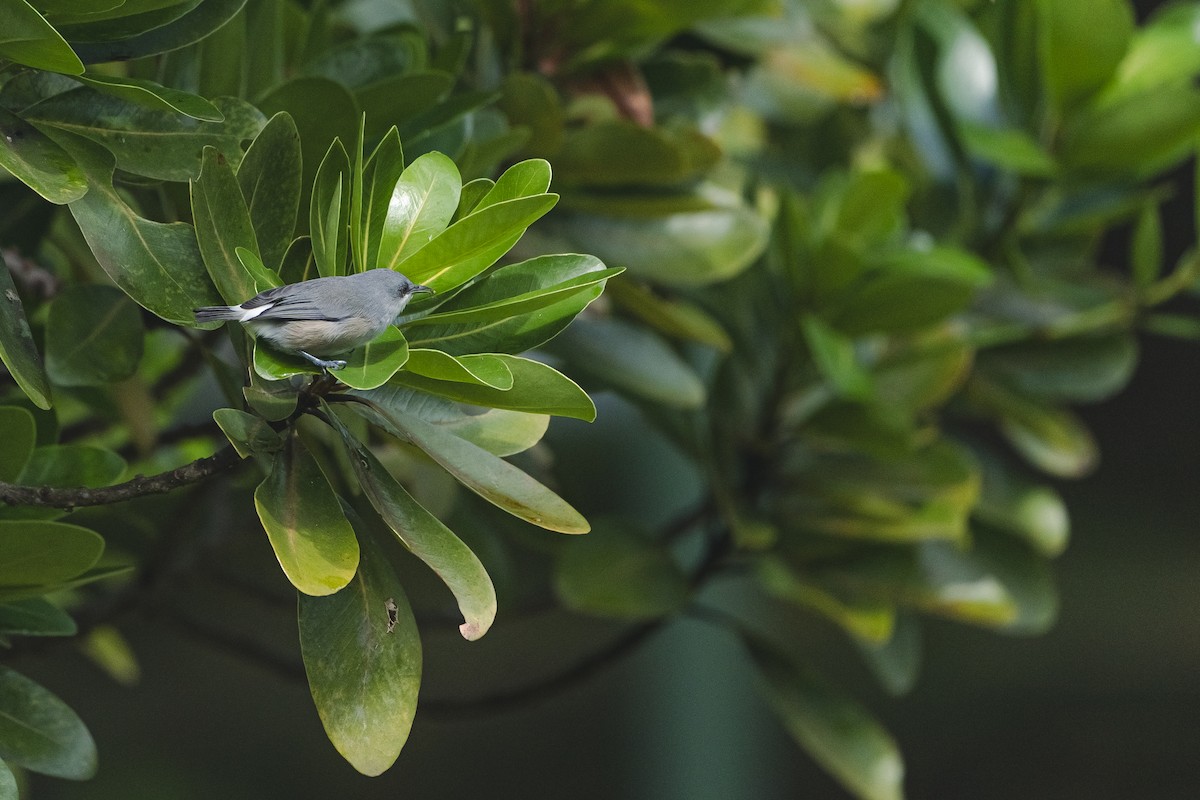 Mauritius Gray White-eye - ML639501140