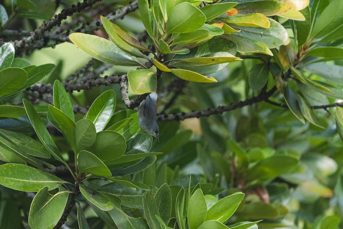Mauritius Gray White-eye - ML639501141