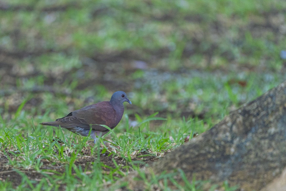 Malagasy Turtle-Dove - ML639501143